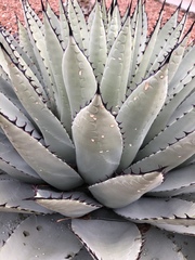 Agave