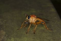 Smeryngolaphria