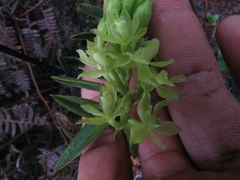 Epidendrum zipaquiranum