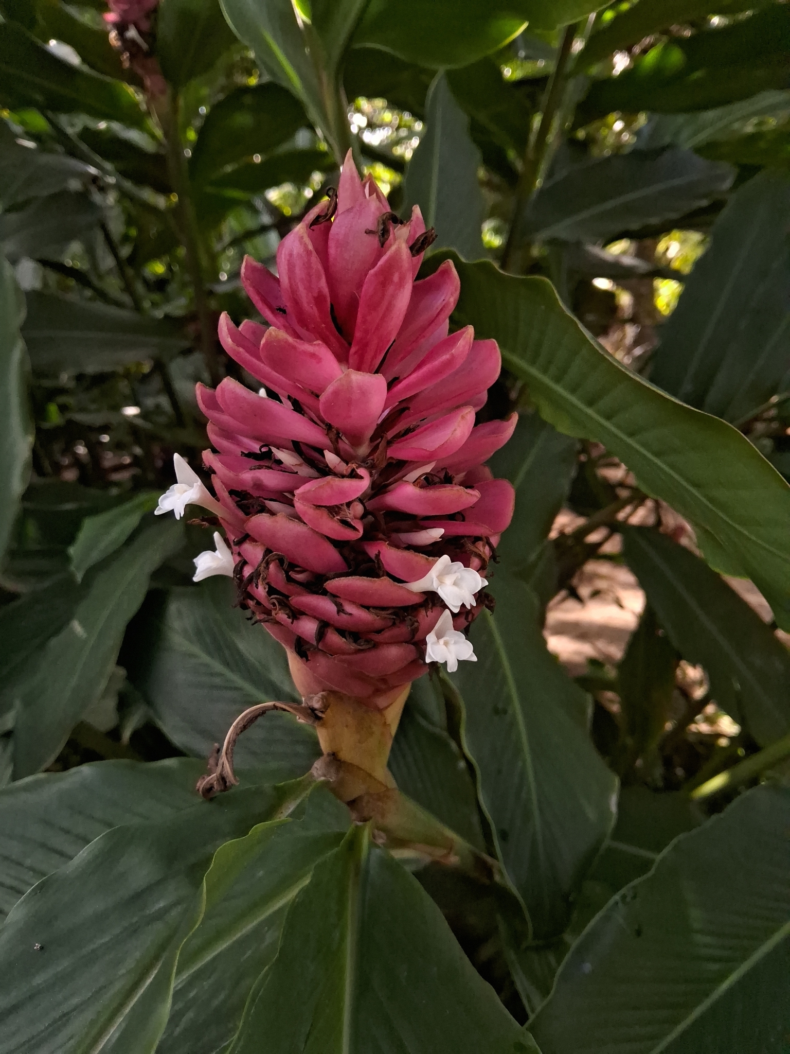 Alpinia purpurata