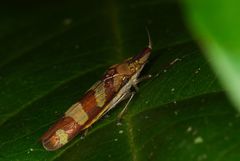 Raphirhinus phosphoreus