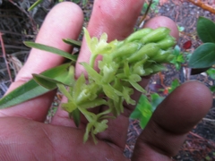 Epidendrum zipaquiranum