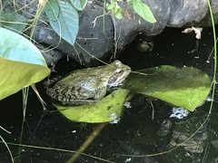Rana temporaria