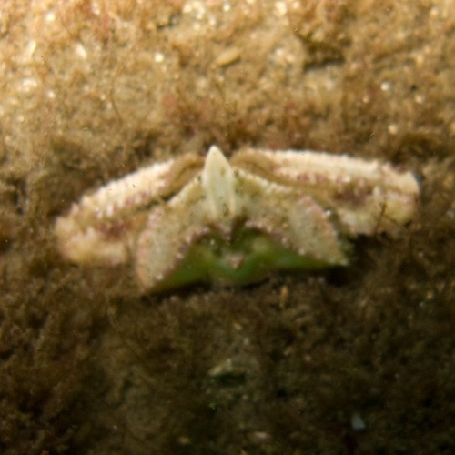Latulambrus occidentalis