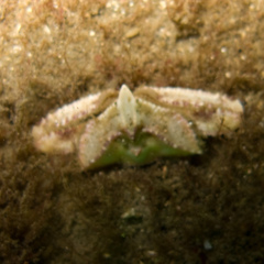 Latulambrus occidentalis