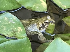 Rana temporaria