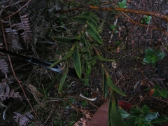 Epidendrum zipaquiranum