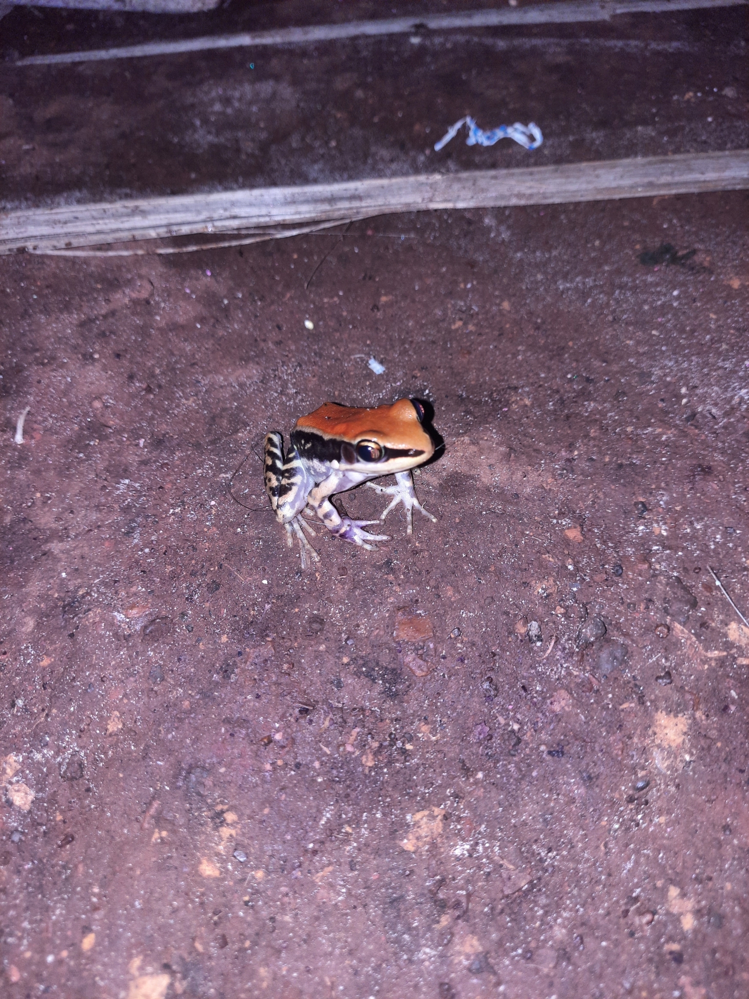 Wide-Range Fungoid Frog