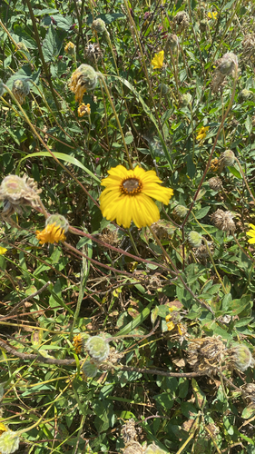 iNaturalist observation photo of California brittlebush