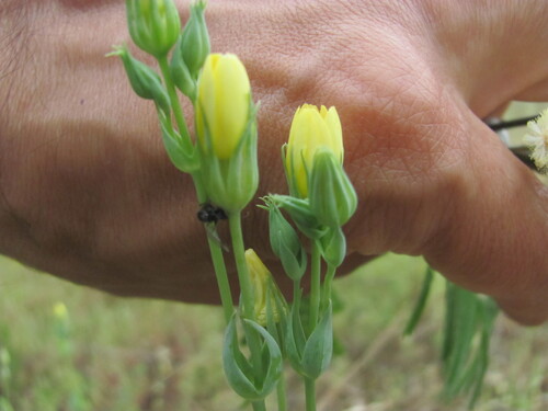 Blackstonia acuminata (Blackstonia acuminata)