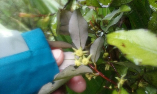 Horopita (Pseudowintera colorata)