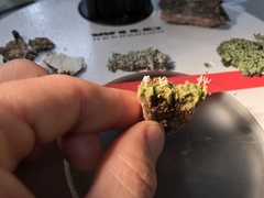 Multiclavula corynoides