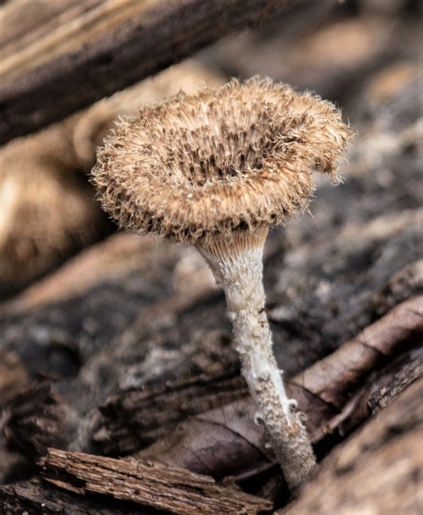 Lentinus crinitus · September 2019 · photo: © gerryvantonder (iNaturalist, cc-by)