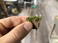 Multiclavula corynoides