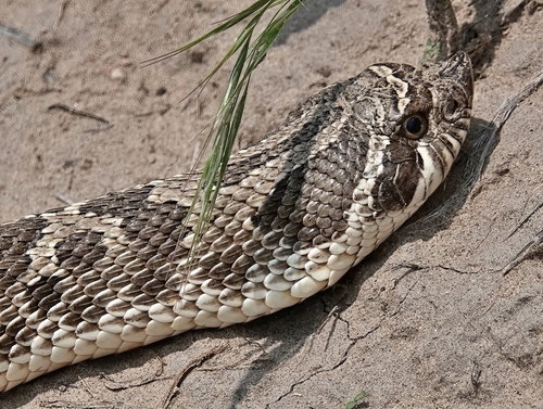 Plains Hognose Snake