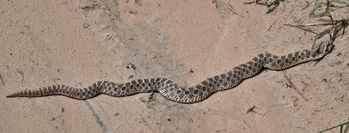 Plains Hognose Snake