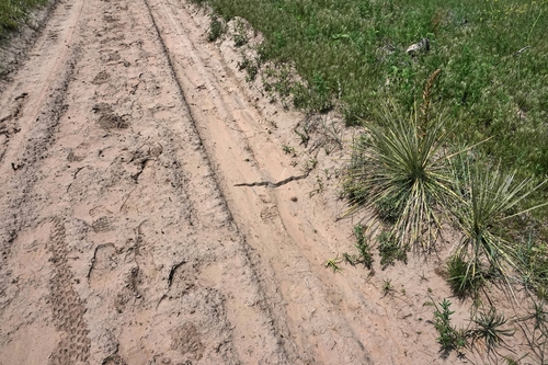 Plains Hognose Snake