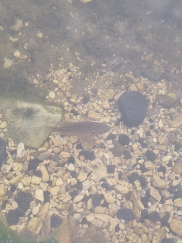 Lepomis gibbosus