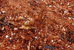 Latrodectus geometricus