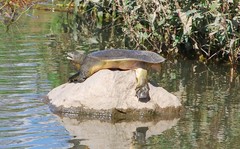 Pelodiscus maackii