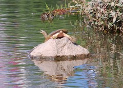 Pelodiscus maackii