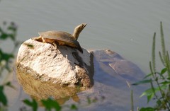 Pelodiscus maackii