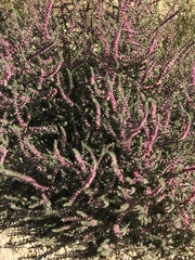 Salsoleae