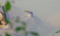 Pelodiscus maackii