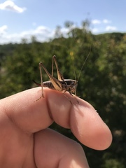 Incertana decorata