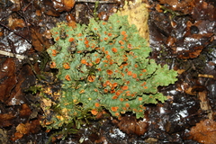 Yarrumia colensoi