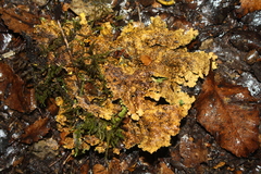 Yarrumia colensoi