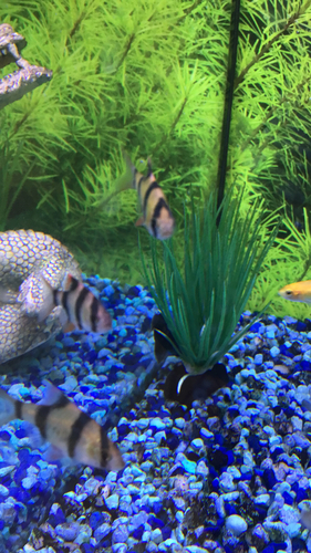 Ikan Sumatra