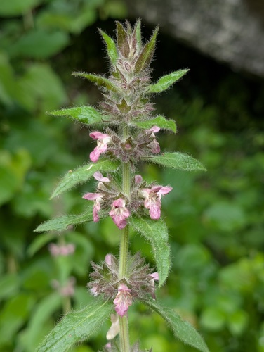 Limestone Woundwort