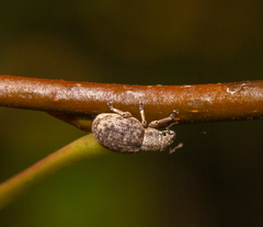 Strophosoma capitatum