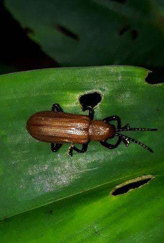 Genus Anisodera · iNaturalist