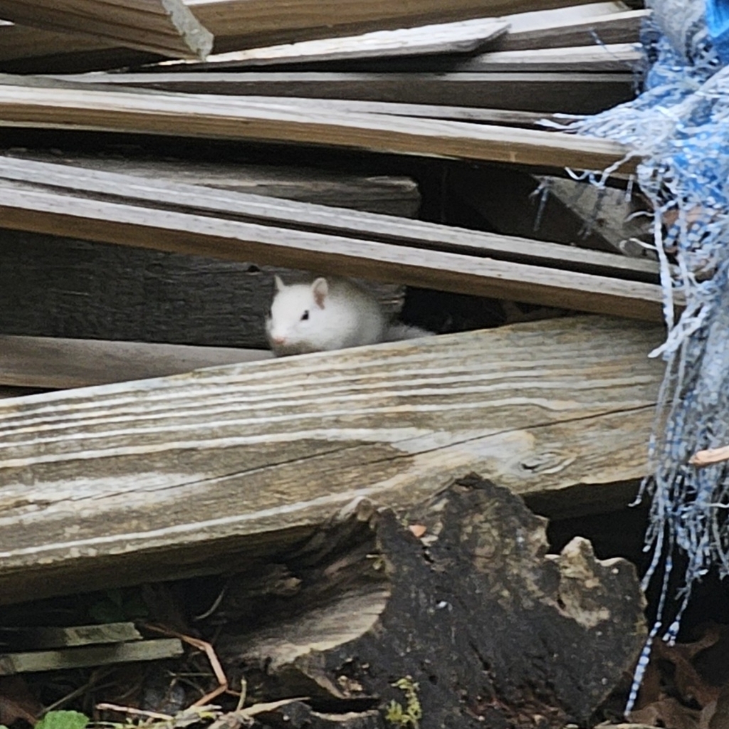 Northeastern Chipmunk