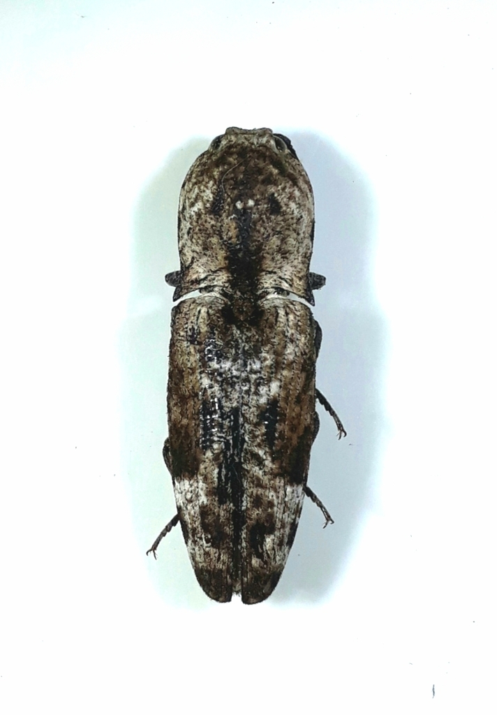 Cryptalaus tamargrahensis