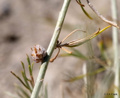 Rhopalomyia ericameriae