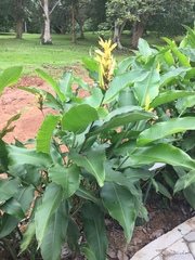 Heliconia hirsuta