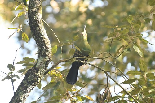 Schalow's Turaco (Tauraco schalowi)