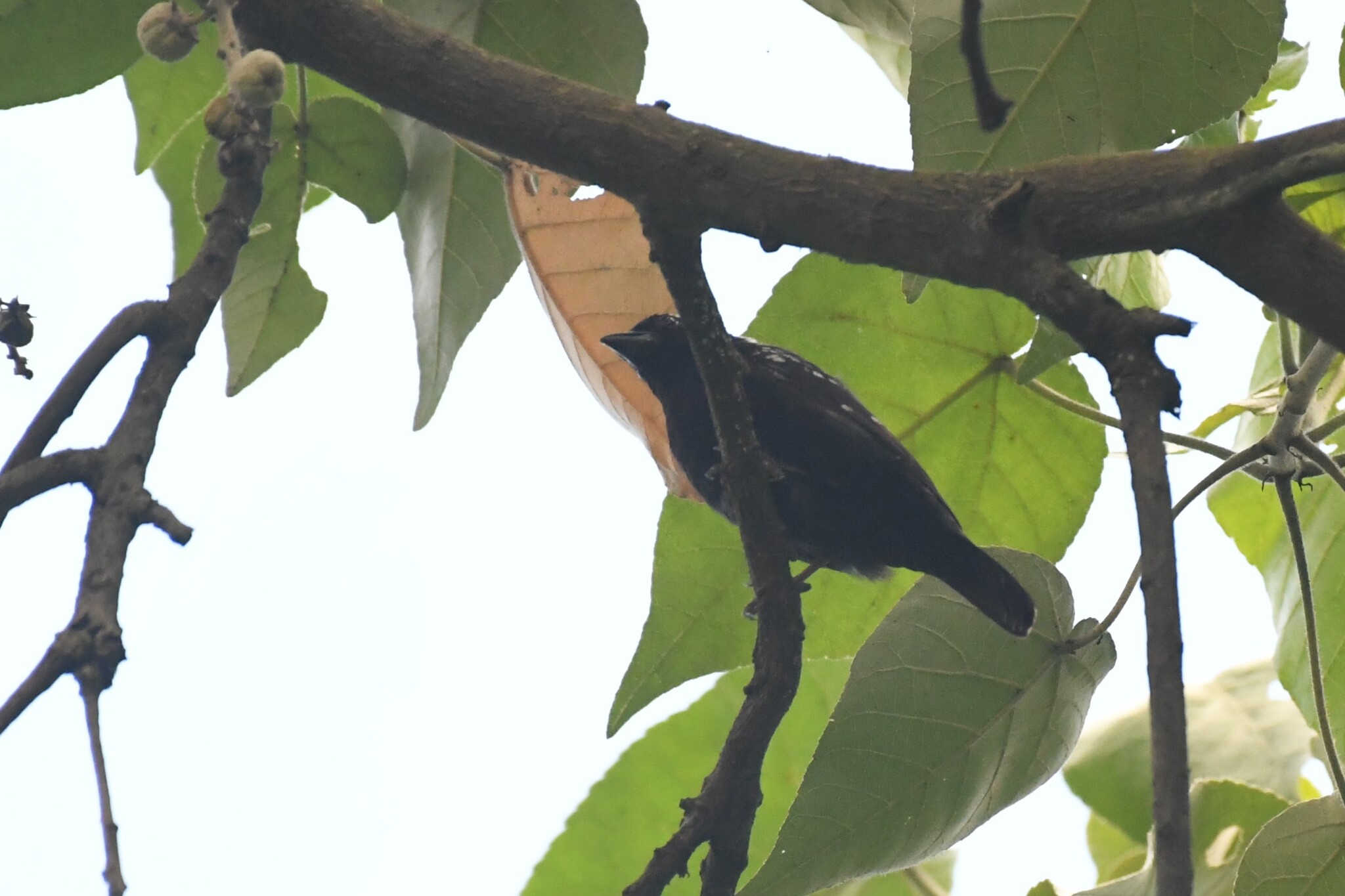 Grey-headed Nigrita (Nigrita canicapillus), photo 3