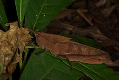 Colpolopha latipennis