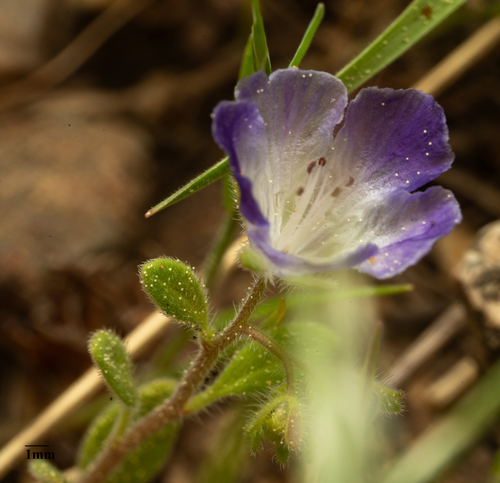 Davidson's phacelia (Phacelia davidsonii)