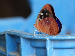 Eunica orphise