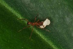 Cyphomyrmex