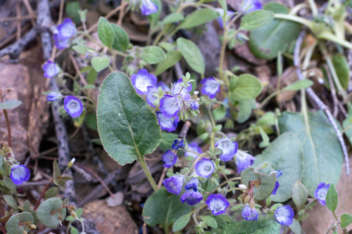 Davidson's phacelia (Phacelia davidsonii)