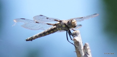 Libellula nodisticta