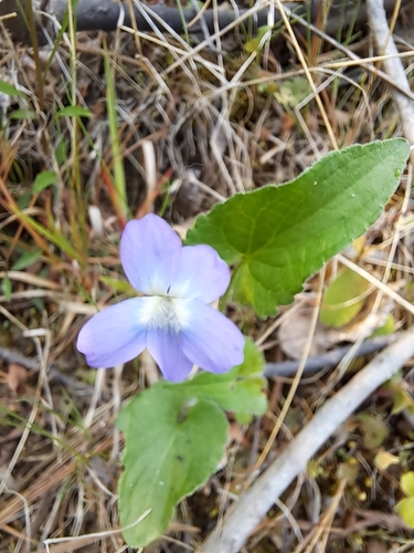 Great Lakes Violet (Viola grisea)