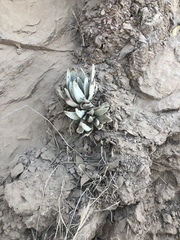 Dudleya virens