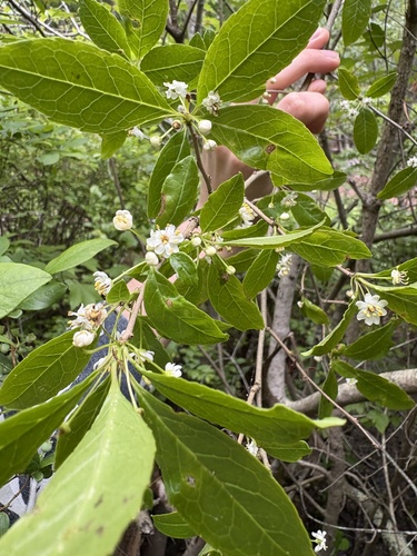 Ilex laevigata, photograph 1